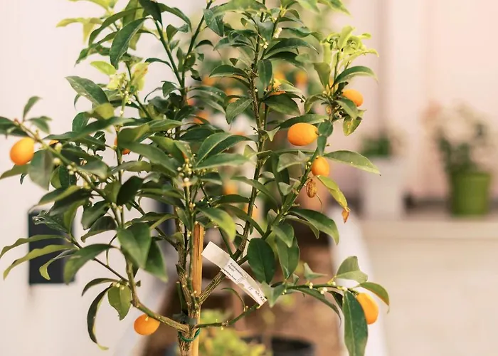 Vakantiehuis Quattro Zie