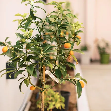 Hébergement de vacances Quattro Zie