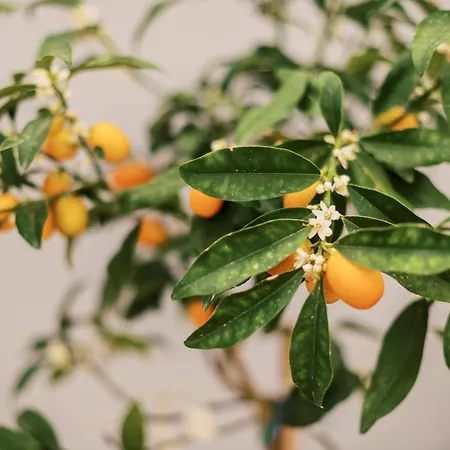 Hébergement de vacances Quattro Zie