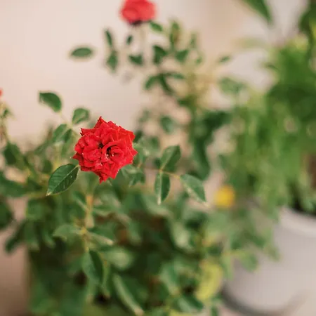 Quattro Zie Hébergement de vacances *