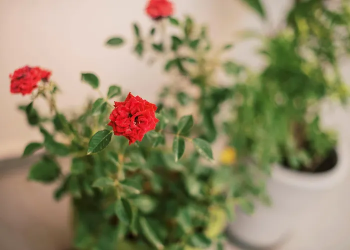 Quattro Zie Semesterbostad *